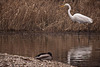 20120303 7488RDw [D-PB] Silberreiher, Steinhorster Becken, Delbrück