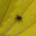 20110520 3322RMw [D~LIP] Insekt, Bad Salzuflen