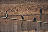 20120303 7472RDw [D-PB] Kormoran