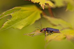 20110520 3227RMw [D~LIP] Gemeiner Weichkäfer (Cantharis fusca), Bad Salzufeln