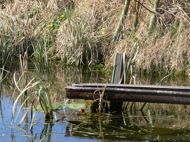 Frühling am Teich