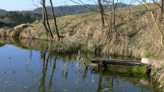 Frühling am Teich