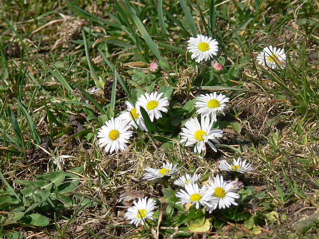 Gänseblümchenfamilie