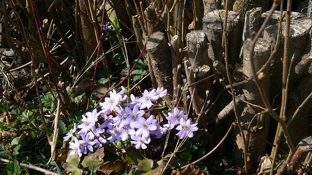 Frühlingsboten