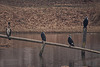 20120303 7470RDw [D-PB] Kormoran