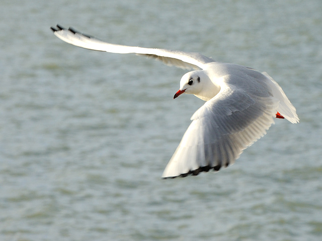 Une mouette en exploration...