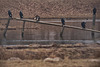 20120303 7465RDw [D-PB] Kormoran