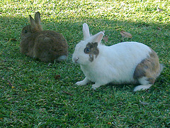 La familia coneja.