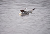 20120303 7454RDw [D-PB] Gänsesäger, Lachmöwe (Chroicocephalus ridibundus), Steinhorster Becken, Delbrück