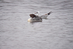 20120303 7454RDw [D-PB] Gänsesäger, Lachmöwe (Chroicocephalus ridibundus), Steinhorster Becken, Delbrück