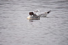 20120303 7453RDw [D-PB] Gänsesäger, Lachmöwe (Chroicocephalus ridibundus), Steinhorster Becken, Delbrück