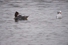 20120303 7452RDw [D-PB] Gänsesäger, Lachmöwe (Chroicocephalus ridibundus), Steinhorster Becken, Delbrück