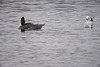 20120303 7451RDw [D-PB] Gänsesäger, Lachmöwe (Chroicocephalus ridibundus), Steinhorster Becken, Delbrück