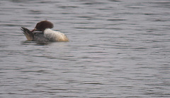 20120303 7449RDw [D-PB] Gänsesäger (Mergus merganser), Delbrück