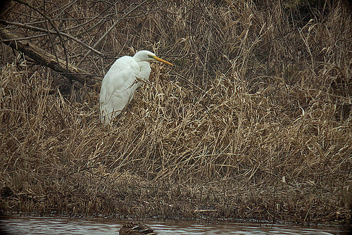 20120303 7433RDw [D-PB] Silberreiher