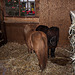 20111126 6912RWw [D~LIP] Pony, Bad Salzuflen