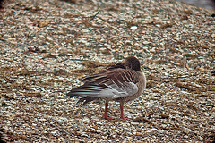 20120303 7426RDw [D-PB] Graugans, Delbrück