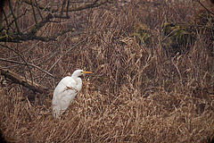 20120303 7423RDw [D-PB] Silberreiher