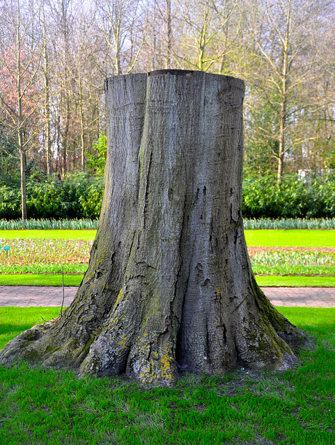 Keukenhof 2012 – Tree stump