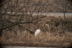 20120303 7421RDw [D-PB] Silberreiher