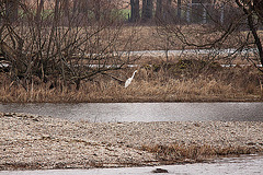 20120303 7418RTw [D-PB] Silberreiher (500 mm)