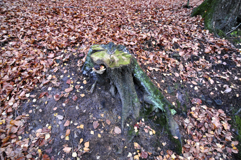 Tree stump