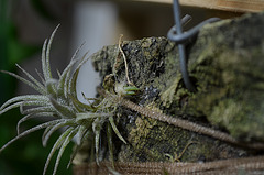 tillandsia DSC 0252