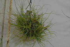 tillandsia schiedeana DSC 0254