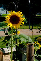 The Sunflower in Context
