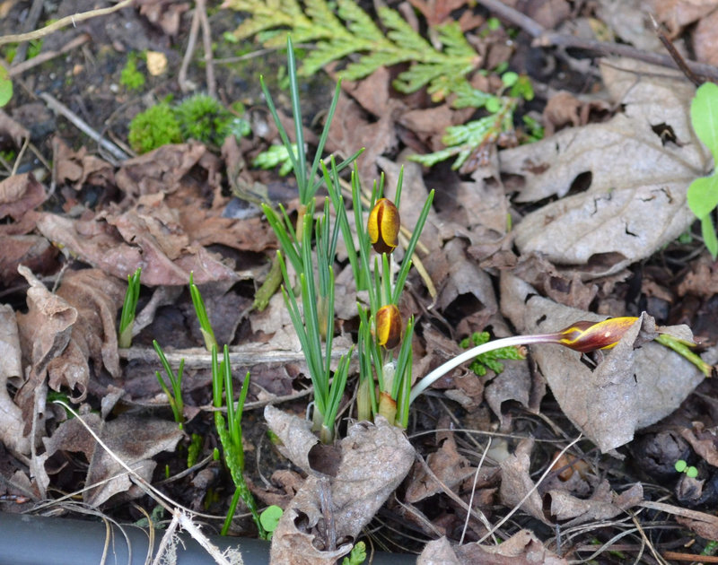 crocus DSC 0040
