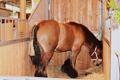 CHEVAL DE TRAIT