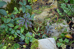 Euphorbia amygdaloide purpurea DSC 0050