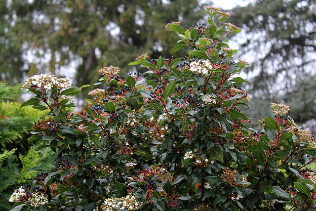 Viburnum tinus