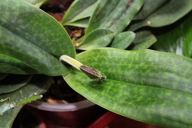 Mise à fleur Paphiopedilum Deperle