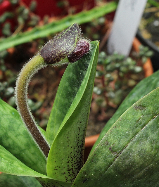 Mise à fleur Paphiopedilum Deperle