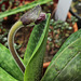 Mise à fleur Paphiopedilum Deperle