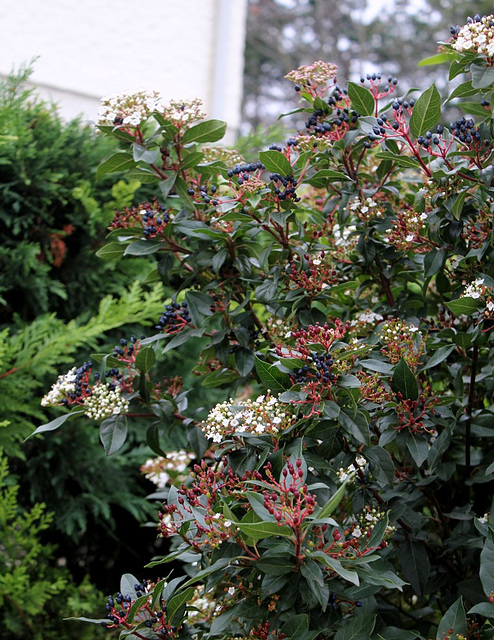 Viburnum tinus