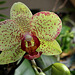 Phalaenopsis hybride