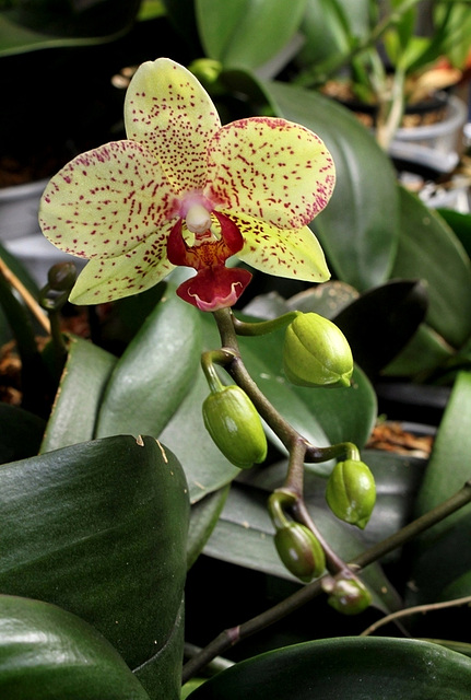 Phalaenopsis hybride