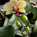 Phalaenopsis hybride