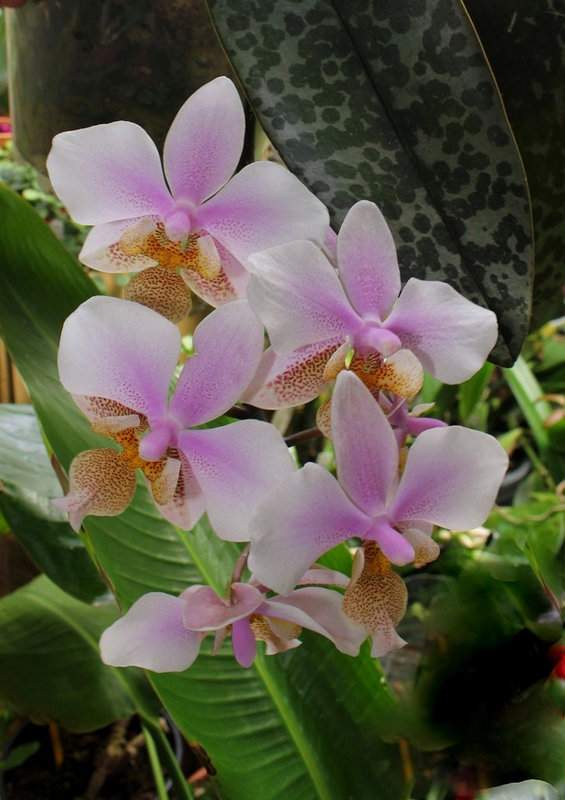 Phalaenopsis 'Philadelphia' x Schilleriana