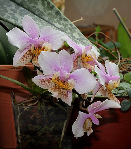 Phalaenopsis wiganae