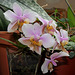 Phalaenopsis wiganae