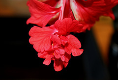 Pistil à pétaloïdes d'Hibiscus