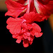 Pistil à pétaloïdes d'Hibiscus