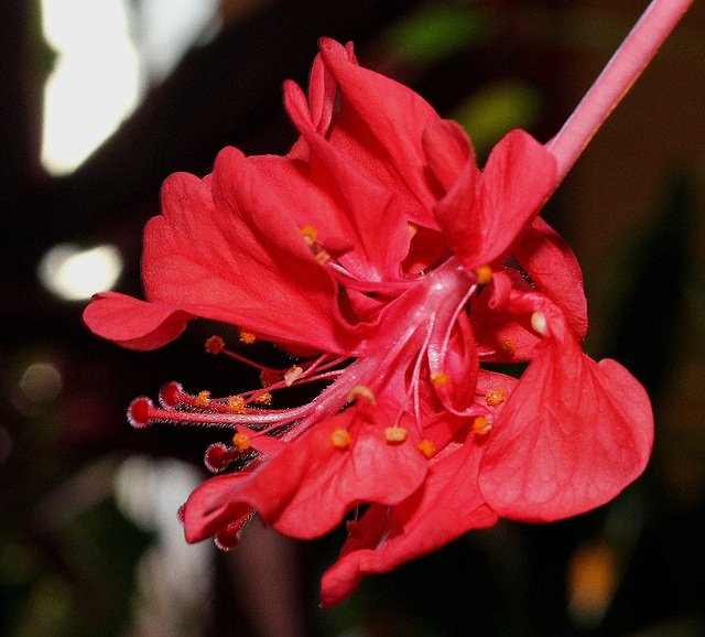 Pistil à pétaloïdes d'Hibiscus