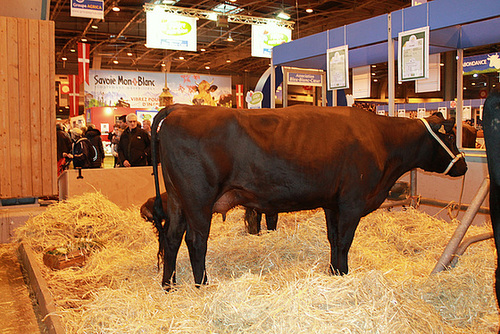 VACHE