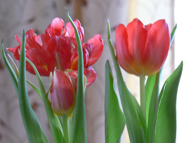 der Frühling läßt grüßen