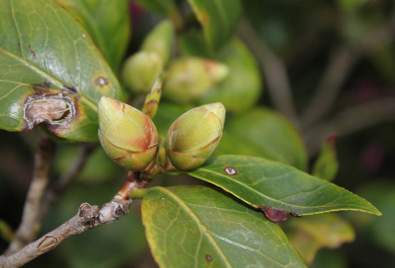 Camelia
