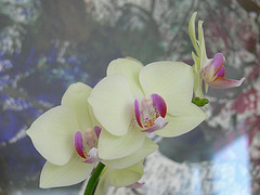 Orchidee